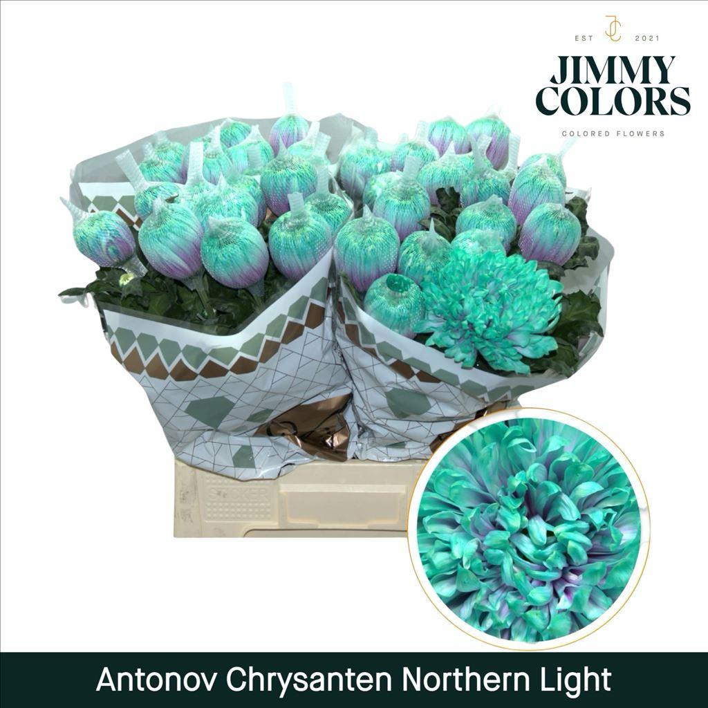 Срезанные цветы оптом Chrys bl paint antonov northern light от 10шт из Голландии с доставкой по России