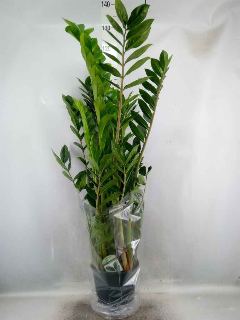 Горшечные цветы и растения оптом Zamioculcas Zamiifolia от 1шт' из Голландии с доставкой по России