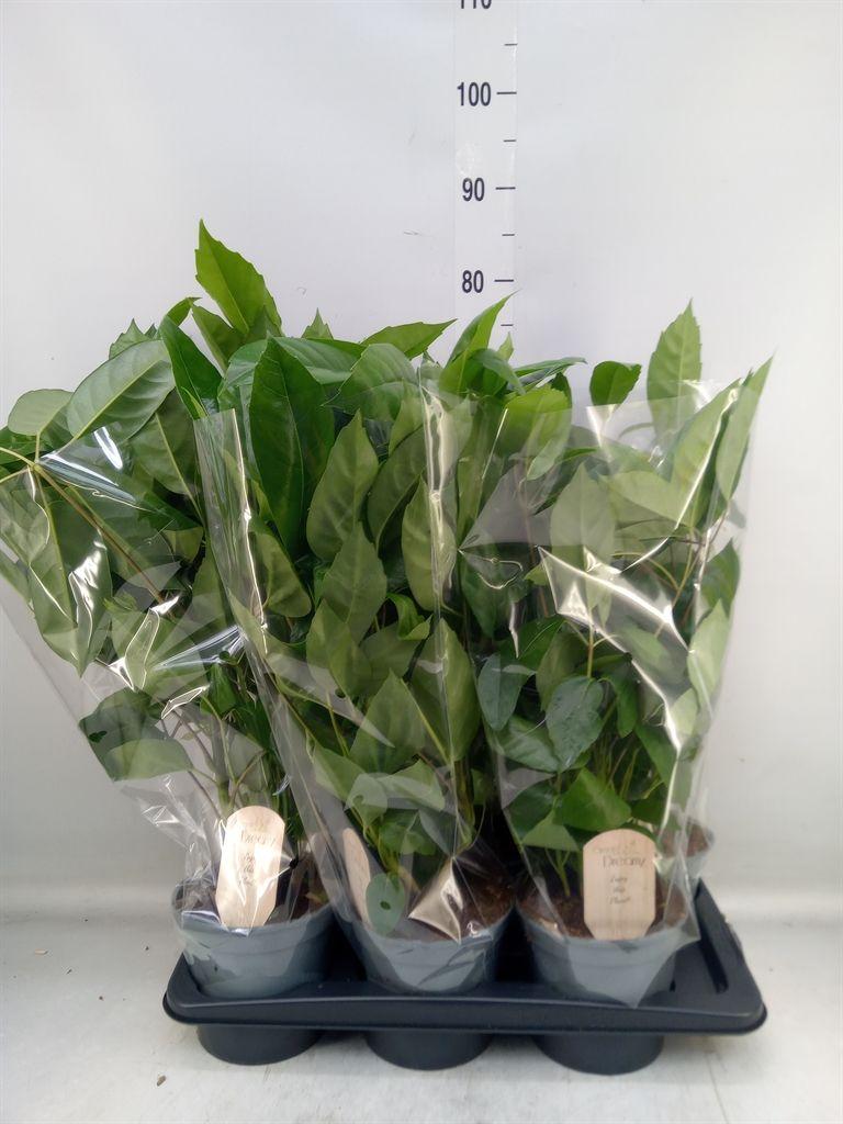 Горшечные цветы и растения оптом Schef Actinophylla от 6шт из Голландии с доставкой по России