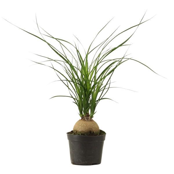 Горшечные цветы и растения оптом Beaucarnea Bol от 18шт (для телеги) из Голландии с доставкой по России