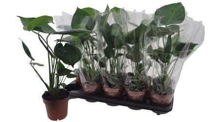 Горшечные цветы и растения оптом Monstera Deliciosa от 10шт из Голландии с доставкой по России
