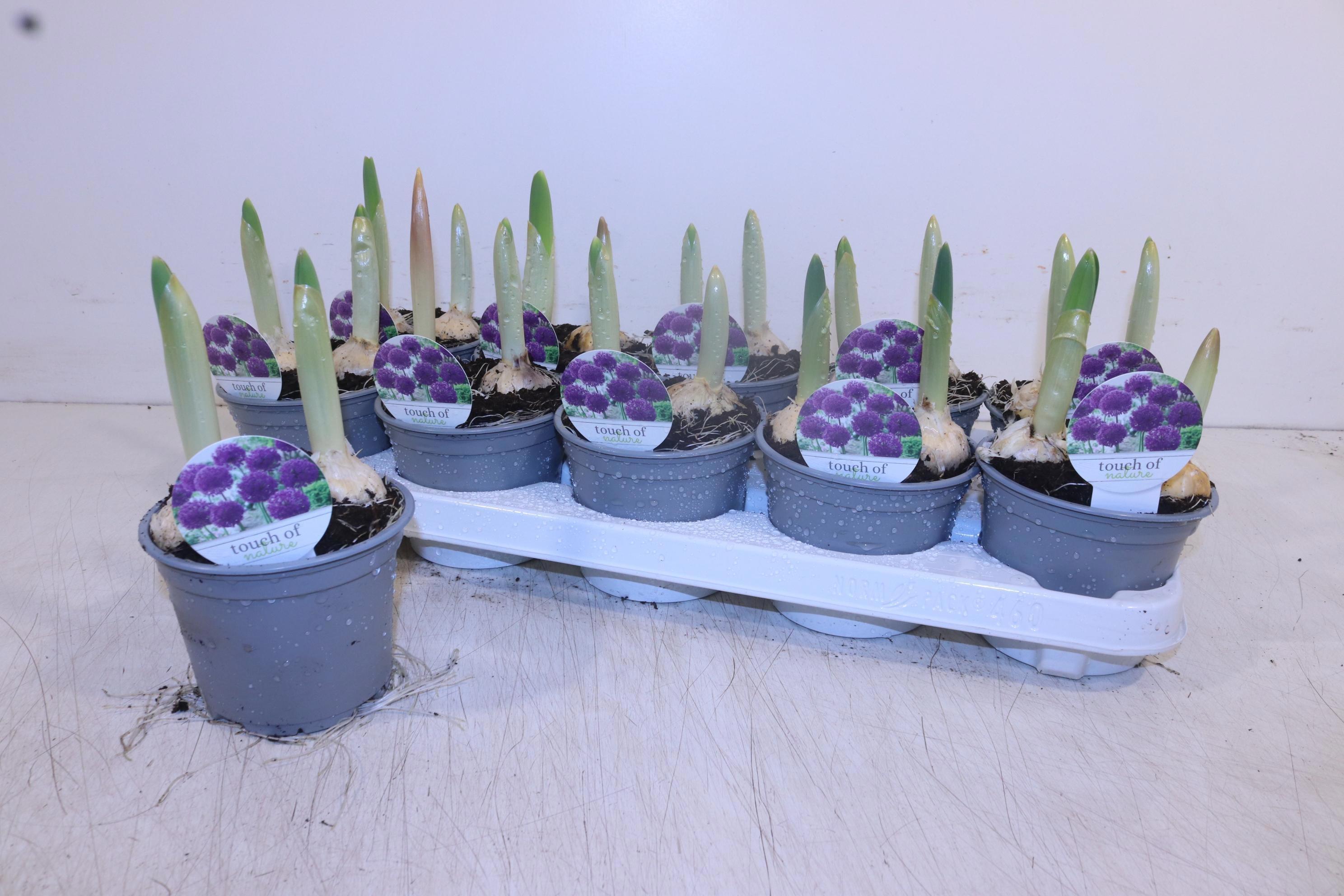 Горшечные цветы и растения оптом Alli Purpl Sensation от 10шт из Голландии с доставкой по России