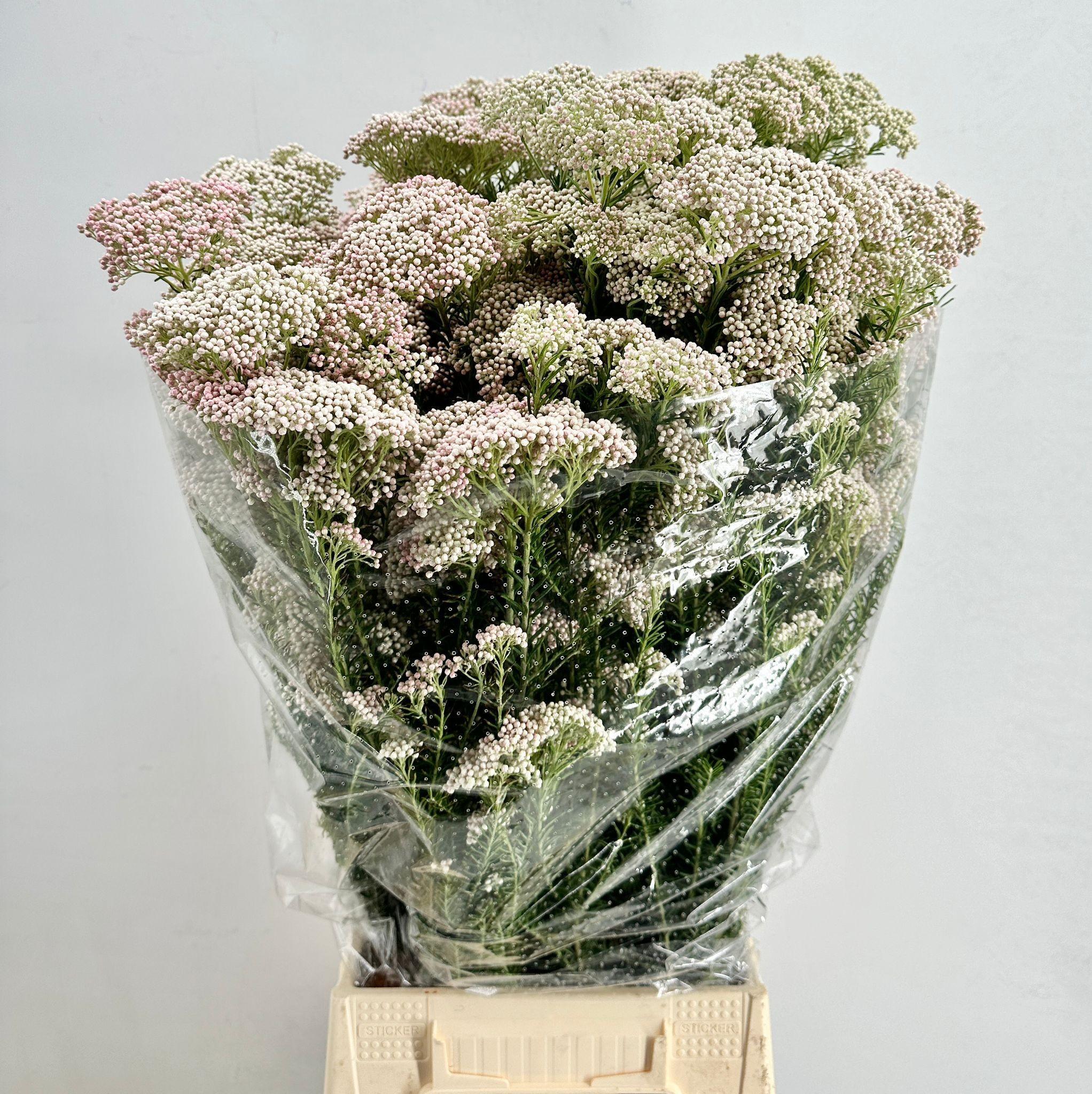 Срезанные цветы оптом Ozothamnus cooks tall pink от 10шт из Голландии с доставкой по России