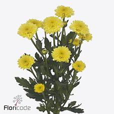 Срезанные цветы оптом Chrys sa miller yellow от 75шт из Голландии с доставкой по России