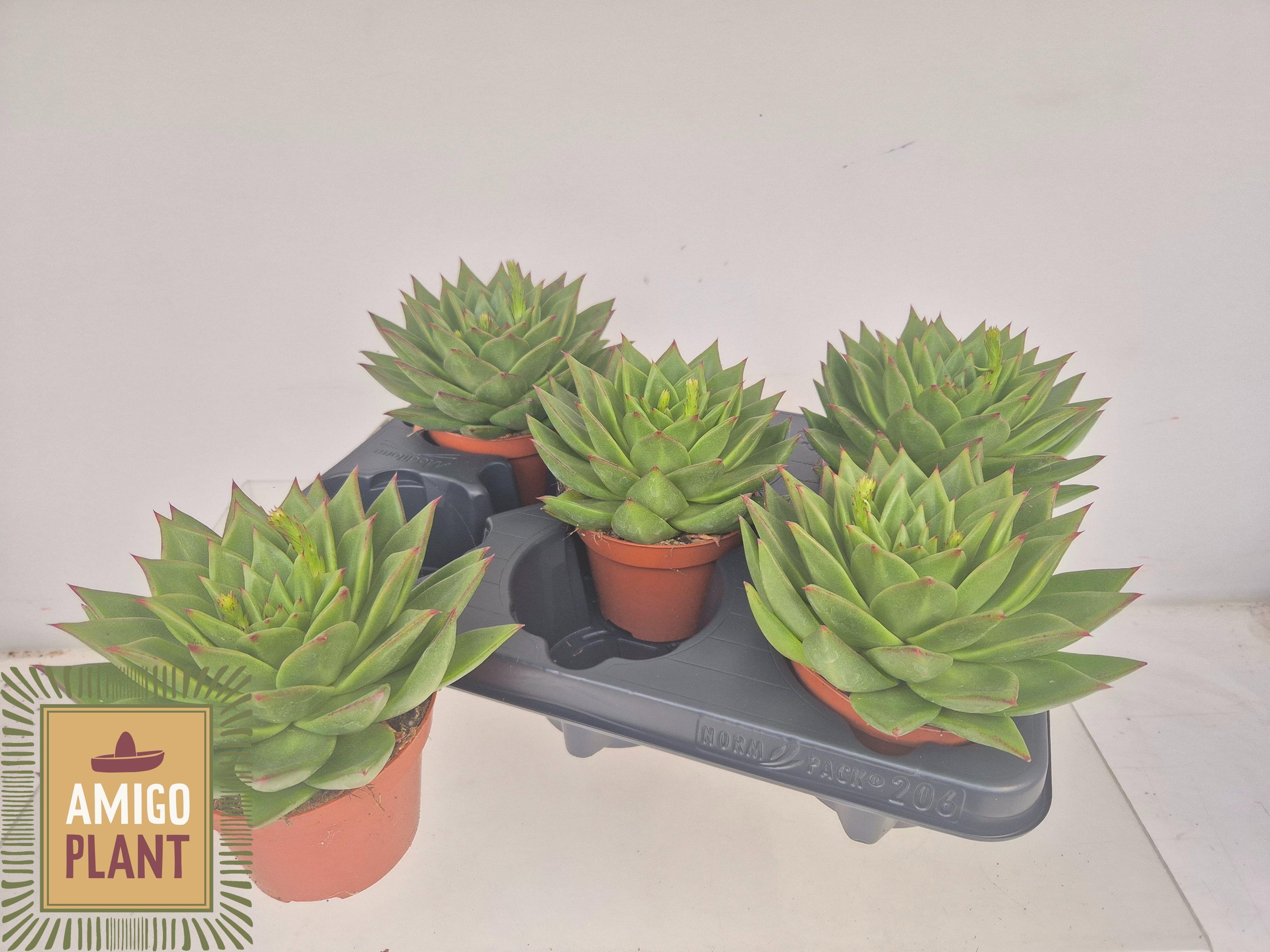 Горшечные цветы и растения оптом Echev  Agav Ebony от 5шт из Голландии с доставкой по России