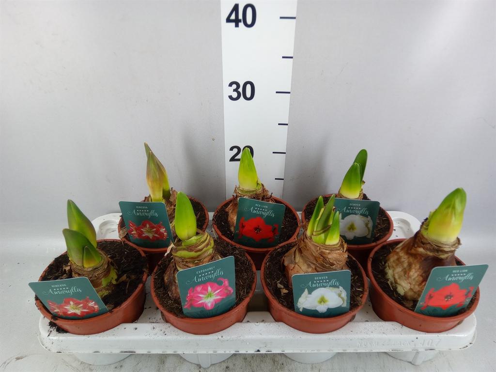 Горшечные цветы и растения оптом Hippeastrum ... A от 7шт из Голландии с доставкой по России