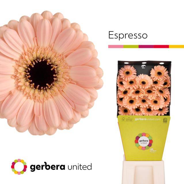 Срезанные цветы оптом Germini diamond espresso от 80шт из Голландии с доставкой по России