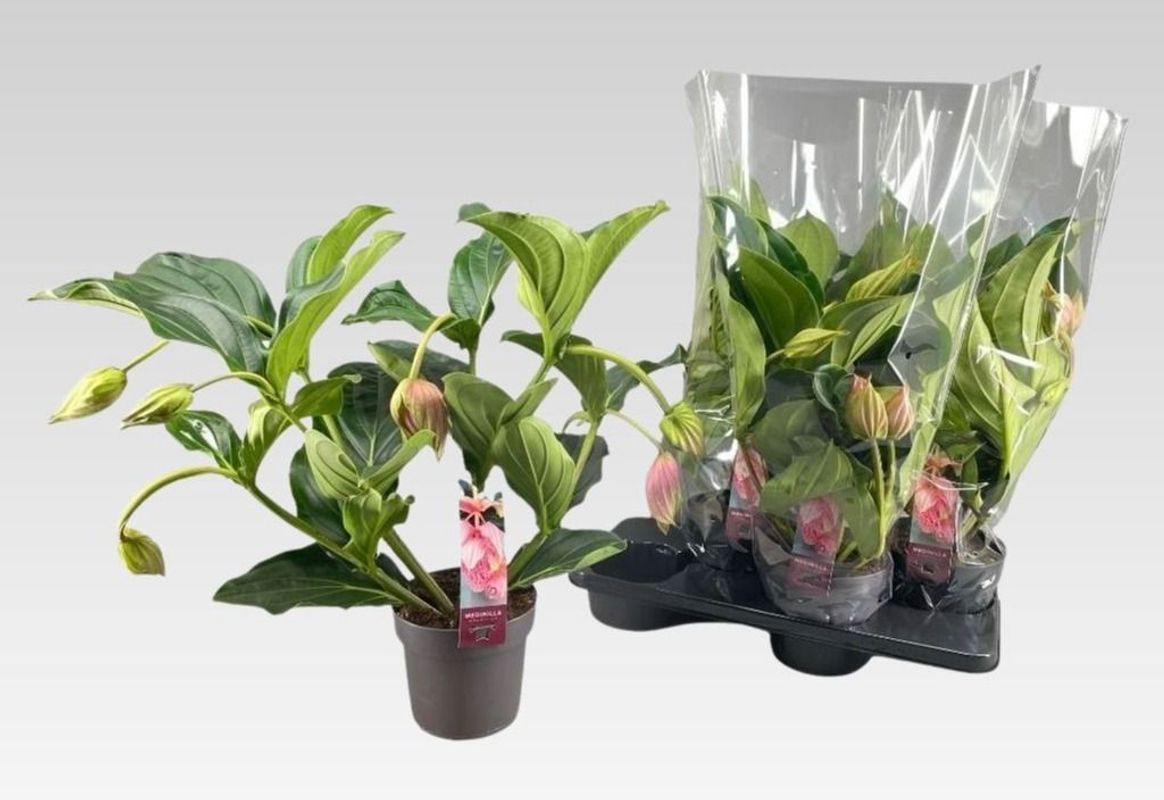 Горшечные цветы и растения оптом Medin Mag от 4шт из Голландии с доставкой по России