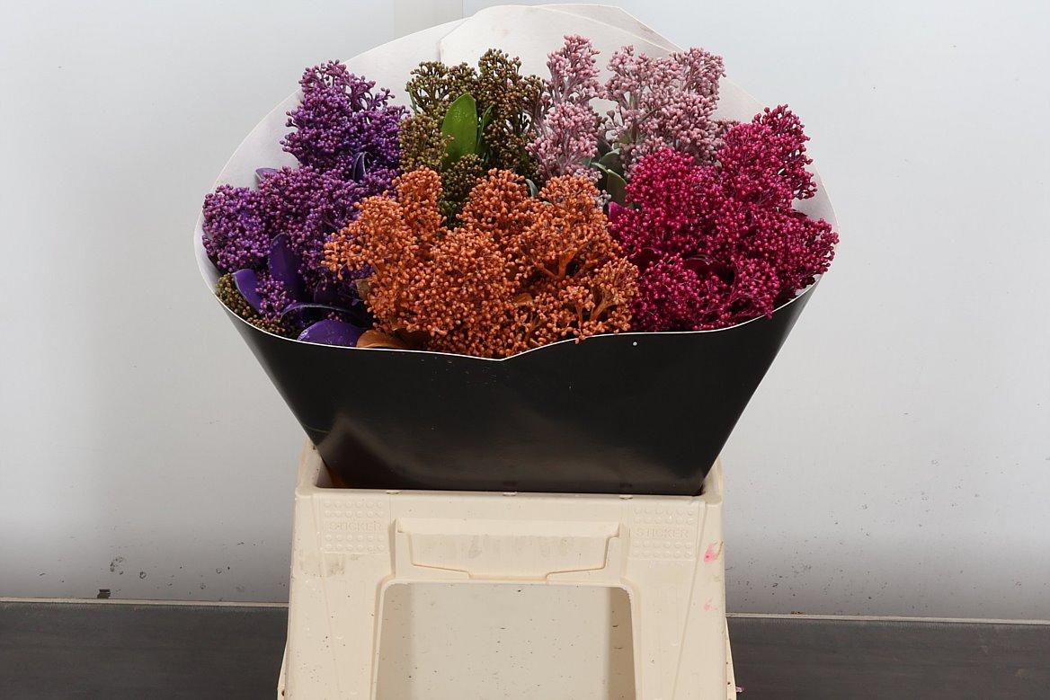 Срезанные цветы оптом Skimmia wax mix от 5шт из Голландии с доставкой по России