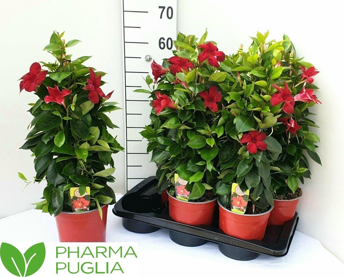 Горшечные цветы и растения оптом Mande Rio Deep Red от 6шт из Голландии с доставкой по России