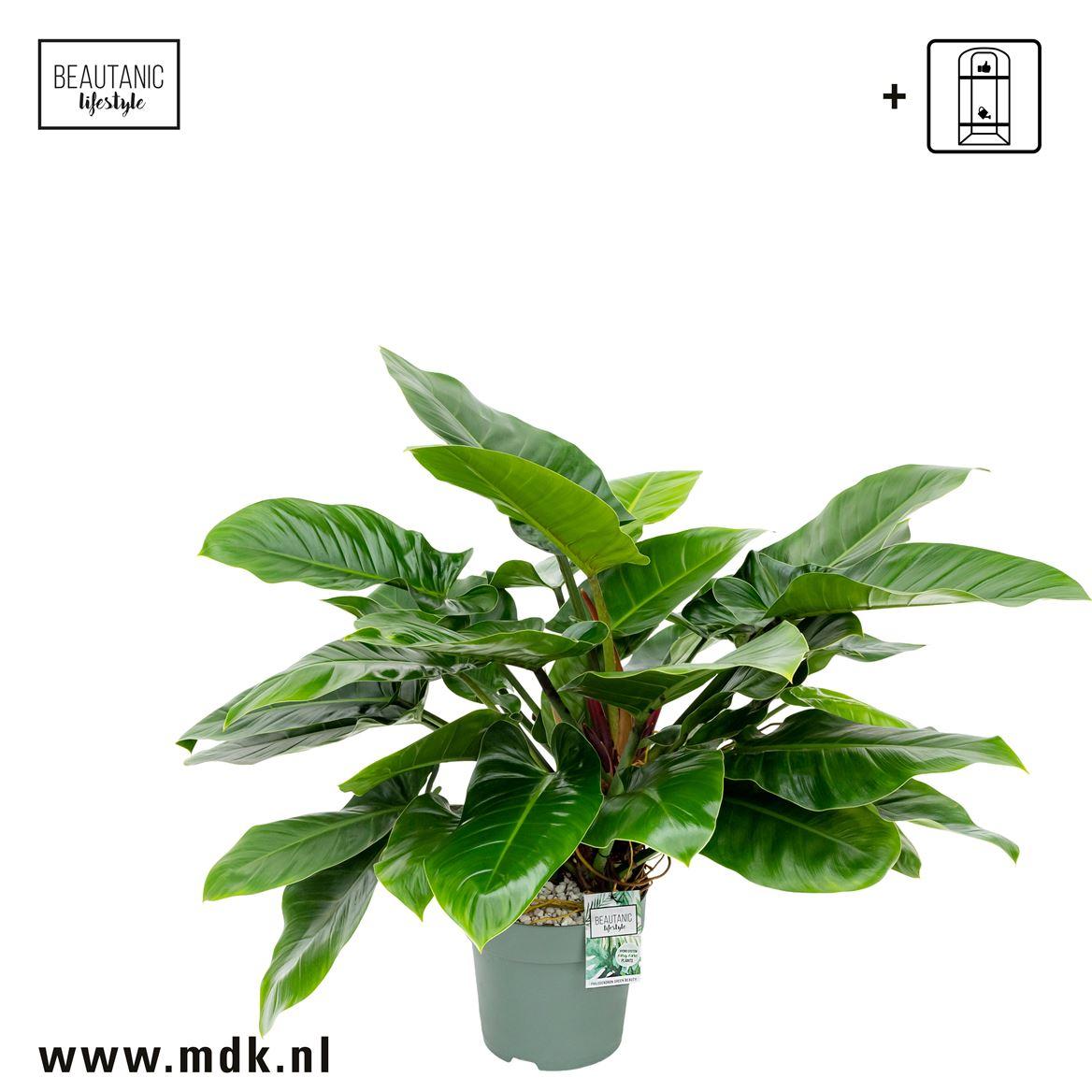 Горшечные цветы и растения оптом Philodendron Imperial Green от 1шт из Голландии с доставкой по России