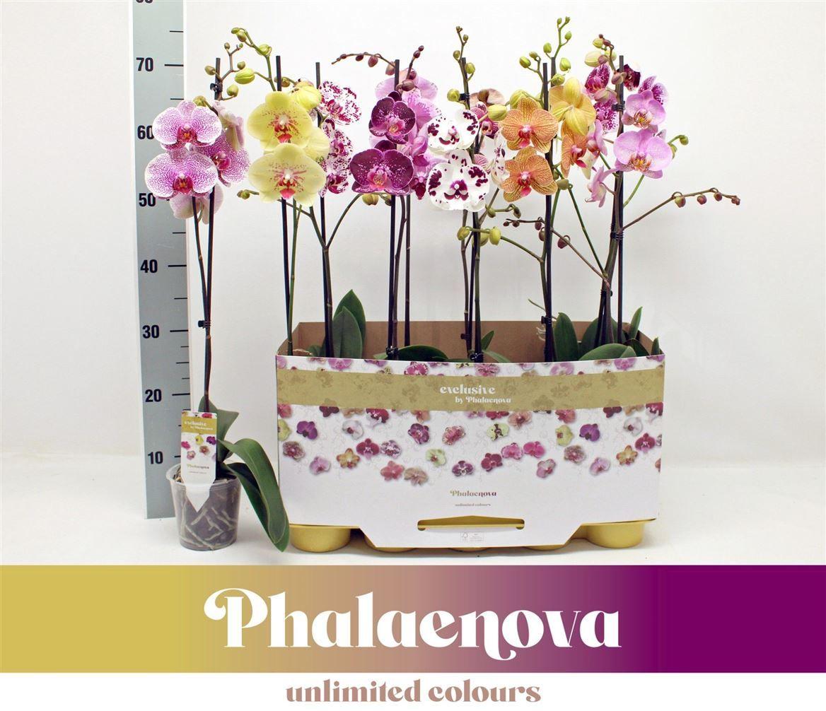 Горшечные цветы и растения оптом Phal 1st Taiwan Mix 9+ (phalaenova) от 10шт из Голландии с доставкой по России