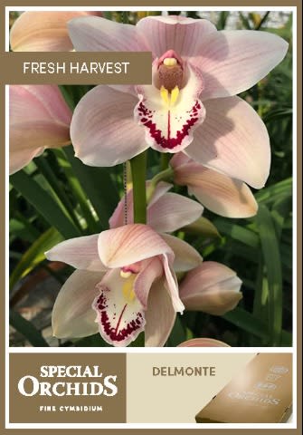 Срезанные цветы оптом Cymbidium pink california delmonte от 8шт из Голландии с доставкой по России