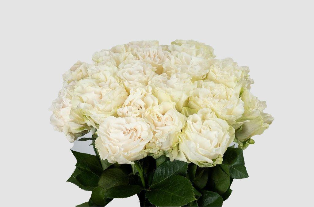 Срезанные цветы оптом Rosa ec cotton xpression от 50шт из Голландии с доставкой по России
