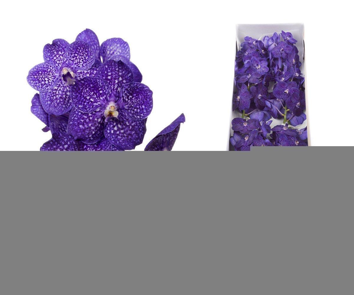 Срезанные цветы оптом Vanda nitaya tweed blue per stem от 4шт. из Голландии с доставкой по России