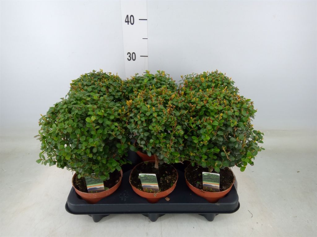 Горшечные цветы и растения оптом Myrsine Africana от 6шт из Голландии с доставкой по России