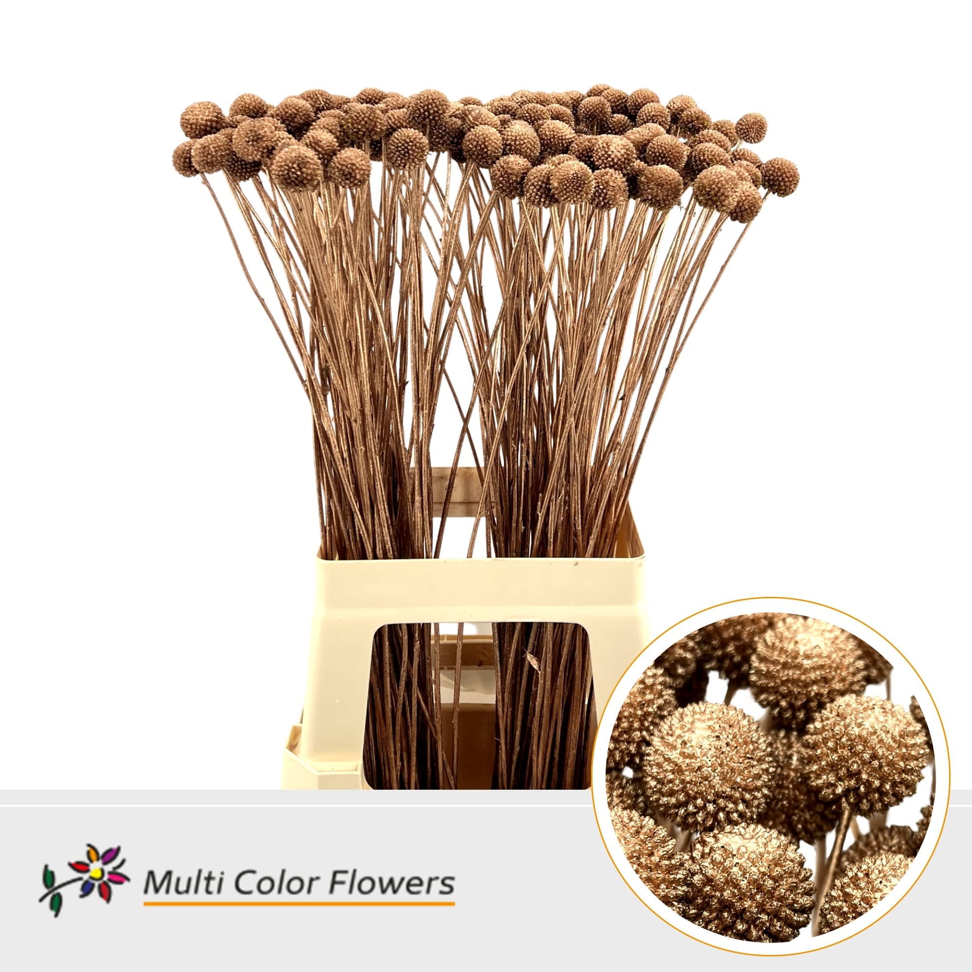 Срезанные цветы оптом Craspedia paint copper от 200шт из Голландии с доставкой по России