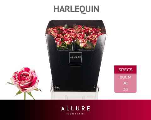 Срезанные цветы оптом Rosa la harlequin Allure от 50шт из Голландии с доставкой по России