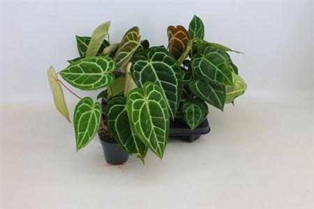 Горшечные цветы и растения оптом Anth Clarinervium от 6шт из Голландии с доставкой по России