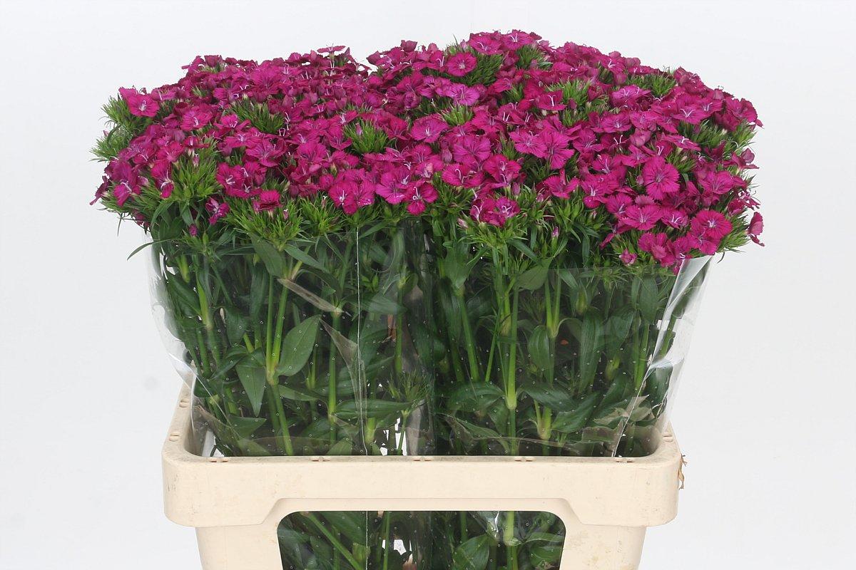 Срезанные цветы оптом Dianthus br amazon neon cherry от 100шт из Голландии с доставкой по России