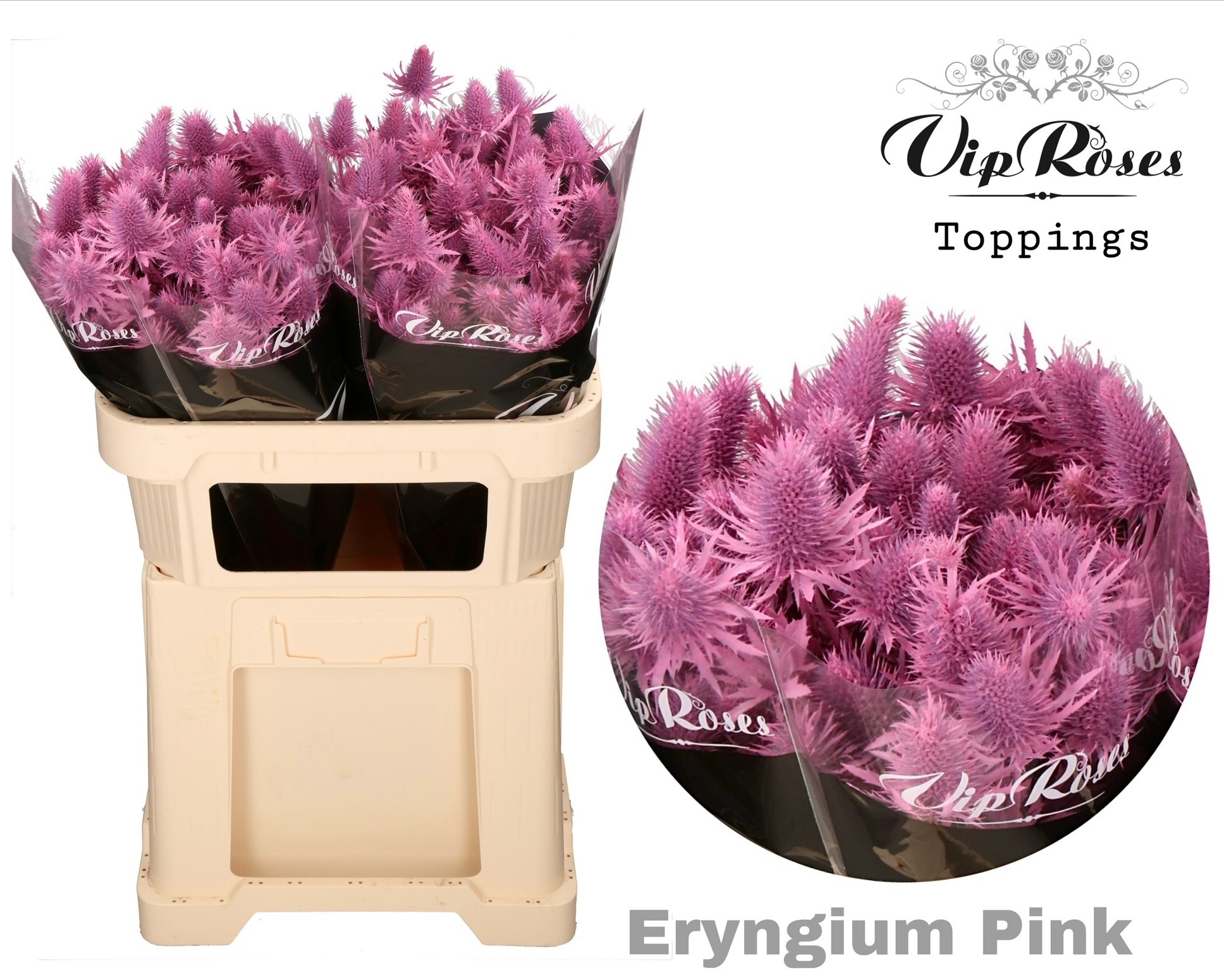 Срезанные цветы оптом Eryngium supernova paint pink от 20шт из Голландии с доставкой по России