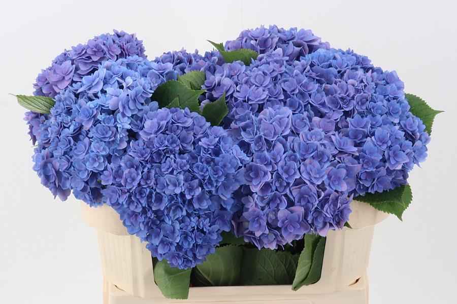 Срезанные цветы оптом Hydrangea royal kiss от 10шт из Голландии с доставкой по России