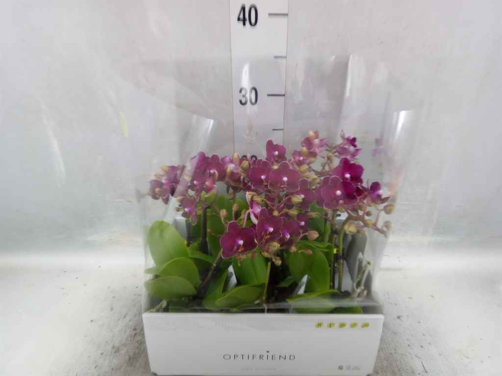 Горшечные цветы и растения оптом Phalaenopsis Multi.   ...red от 8шт из Голландии с доставкой по России