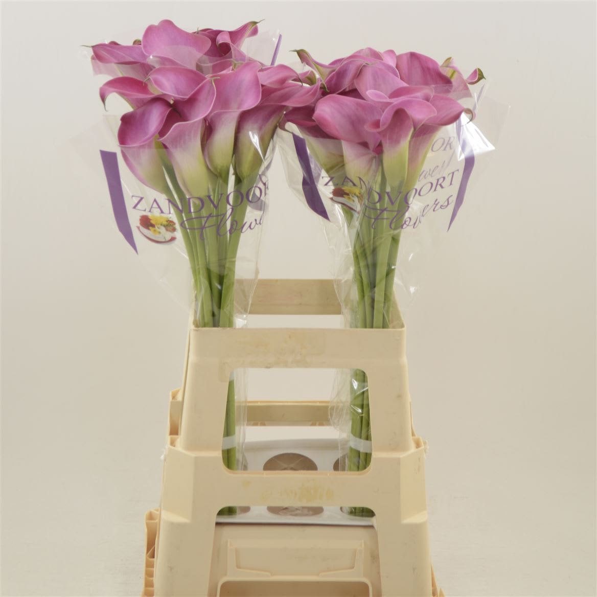 Срезанные цветы оптом Zantedeschia fantasia от 40шт из Голландии с доставкой по России