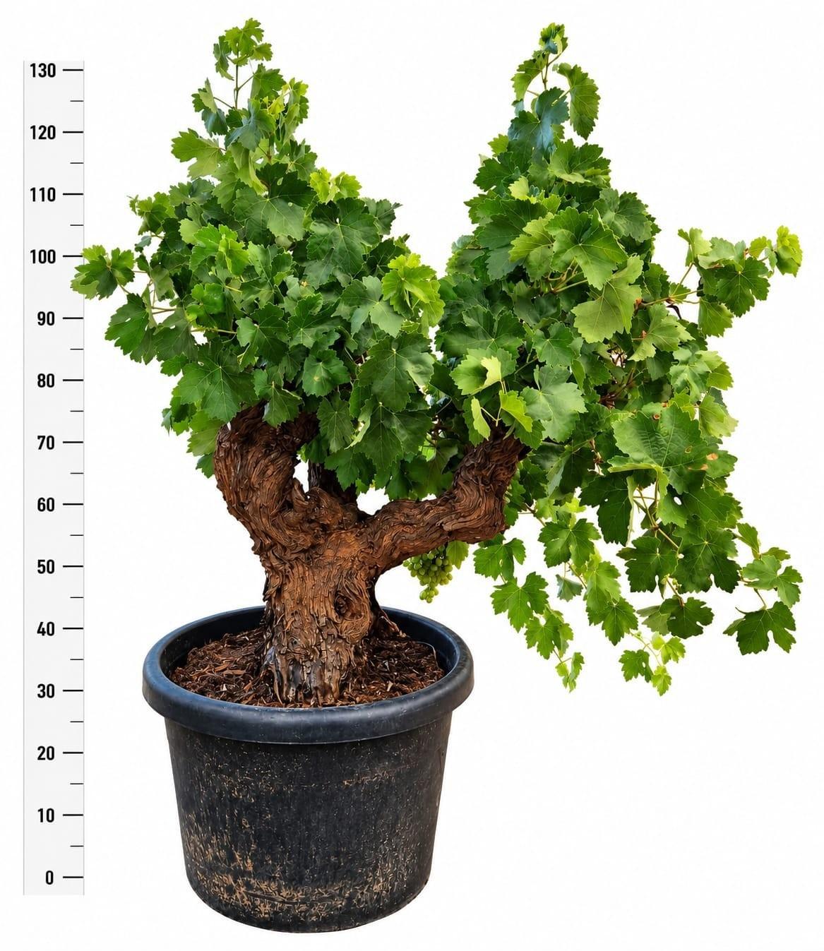 Горшечные цветы и растения оптом Vitis Vinifera от 1шт из Голландии с доставкой по России
