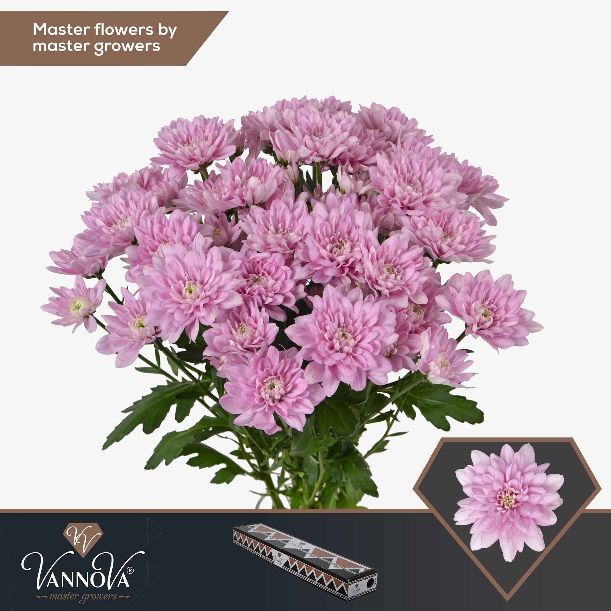 Срезанные цветы оптом Chrys sp baltica pink от 20шт из Голландии с доставкой по России