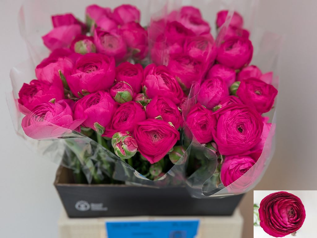Срезанные цветы оптом Ranunculus aazur violine от 40шт из Голландии с доставкой по России