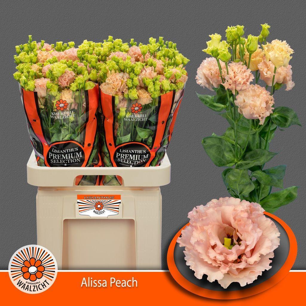 Срезанные цветы оптом Lisianthus do alissa peach от 40шт из Голландии с доставкой по России