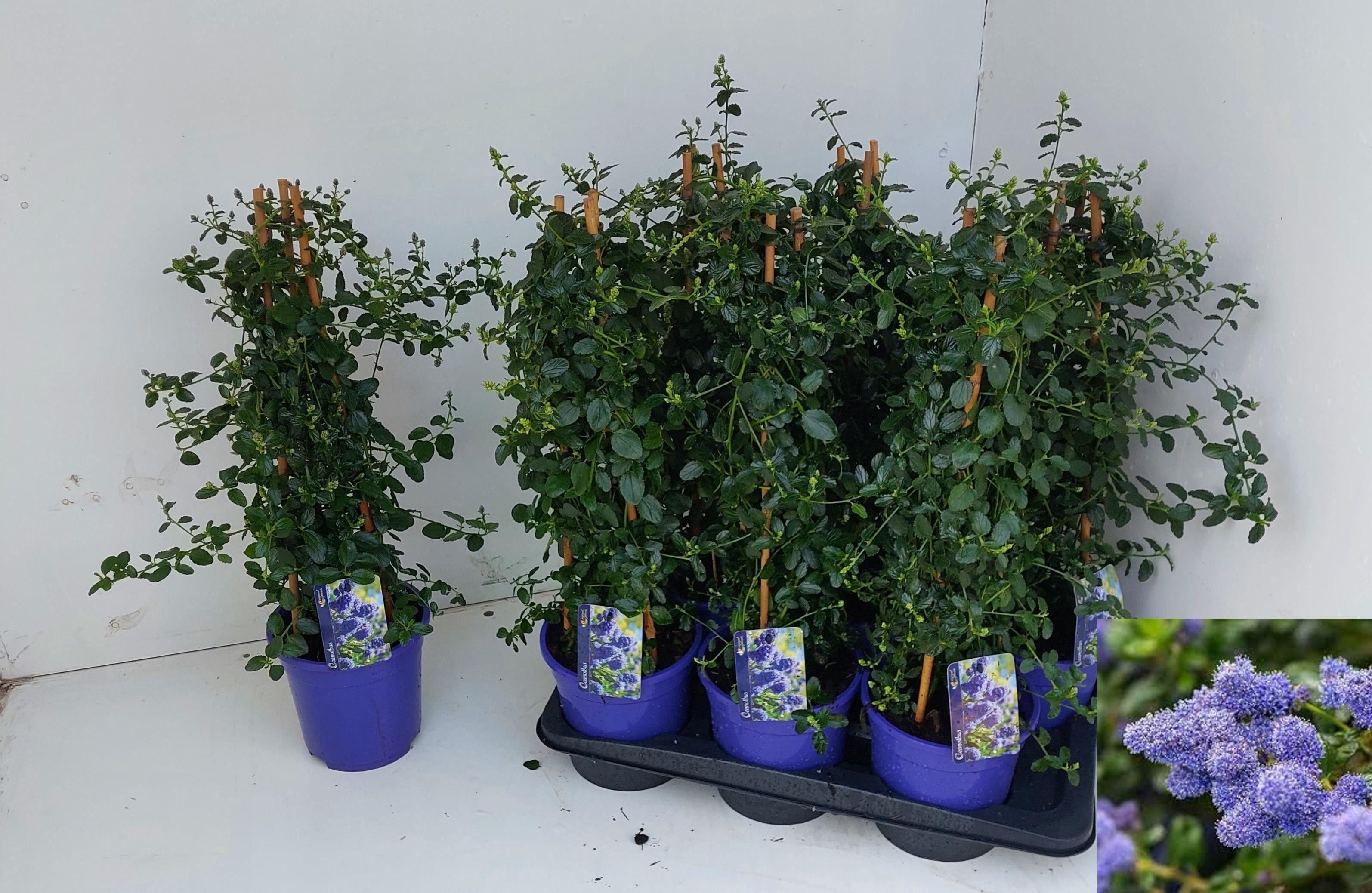 Горшечные цветы и растения оптом Cean Th Repens от 6шт из Голландии с доставкой по России