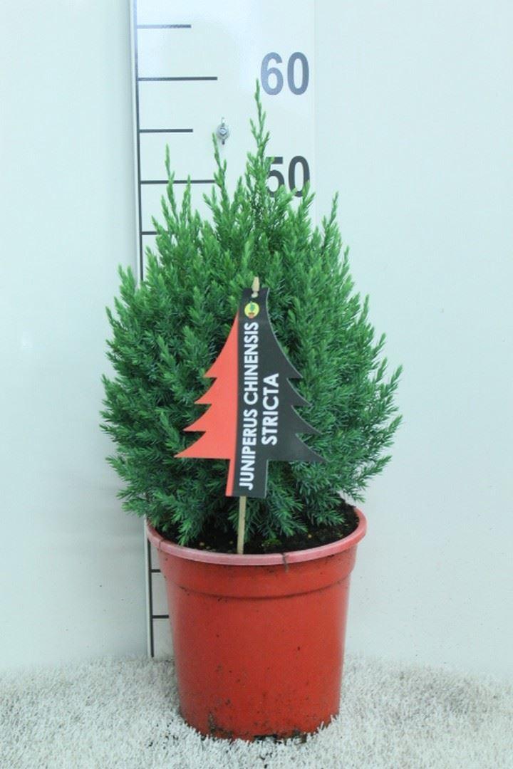 Горшечные цветы и растения оптом Juniperus Chinensis stricta от 1шт из Голландии с доставкой по России