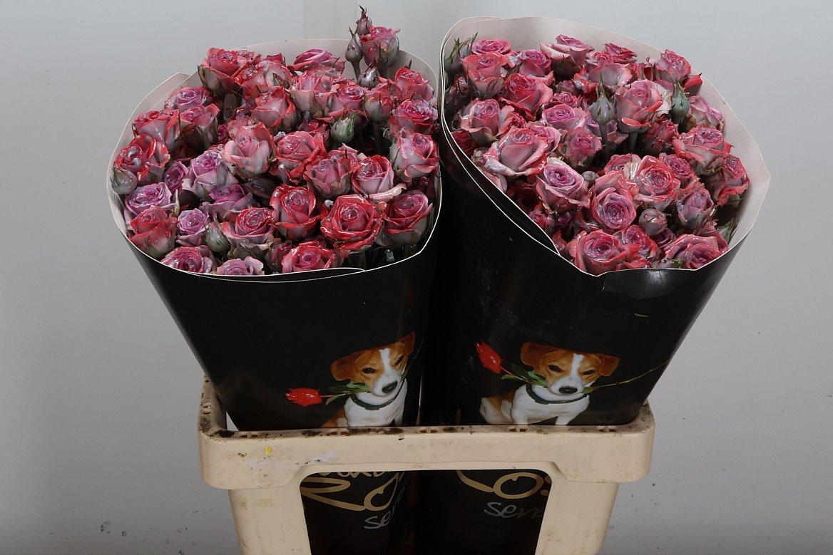 Срезанные цветы оптом Rosa spray wax classic silverado от 20шт из Голландии с доставкой по России