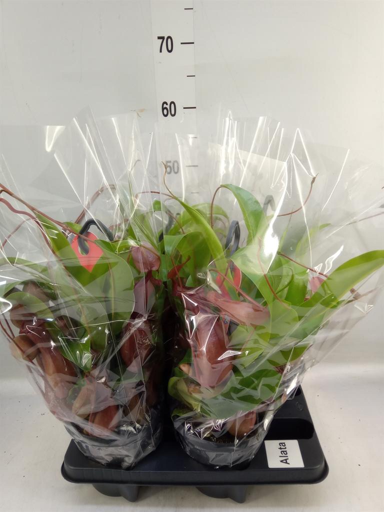 Горшечные цветы и растения оптом Nepenthes Alata от 4шт из Голландии с доставкой по России