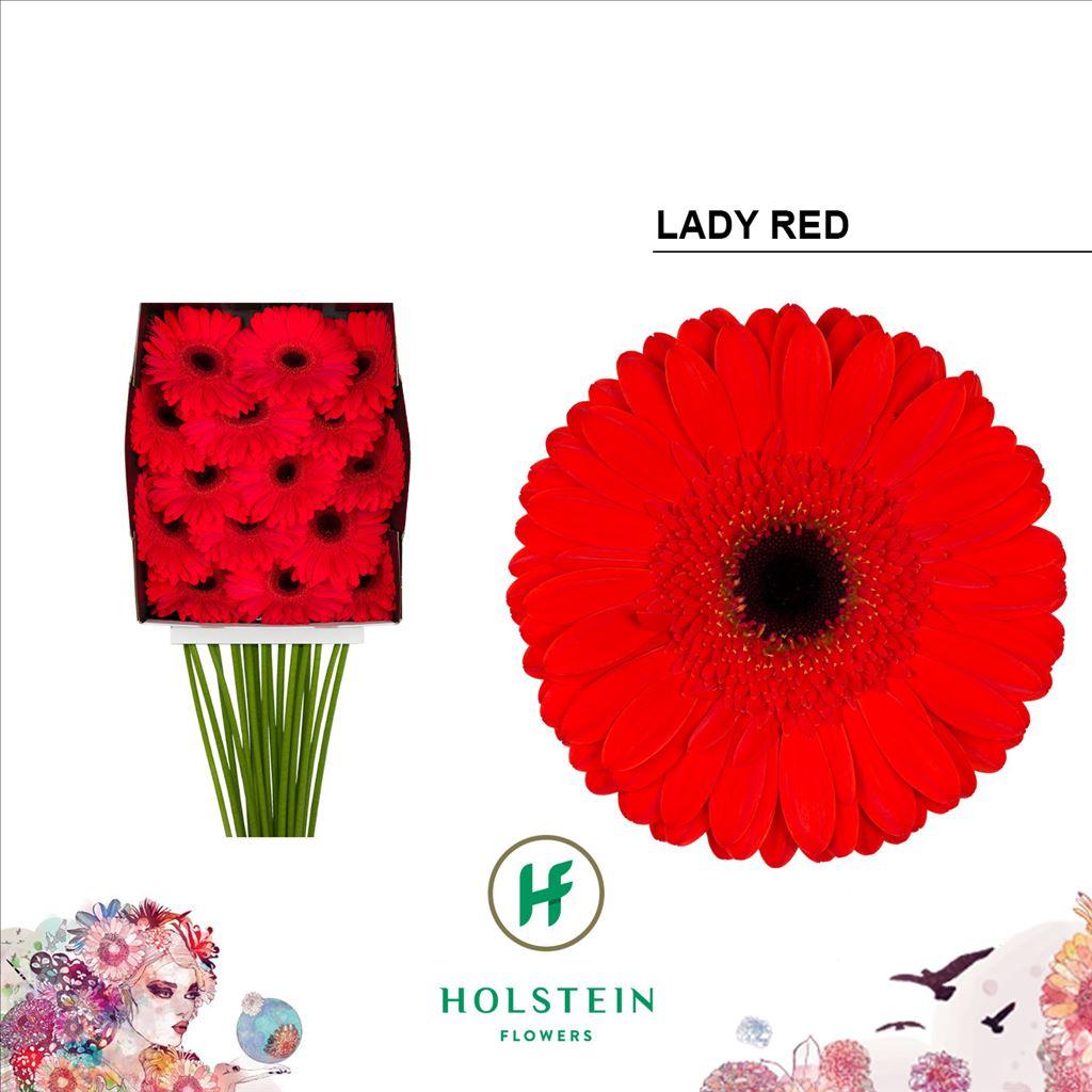 Срезанные цветы оптом Gerbera diamond lady red от 15шт из Голландии с доставкой по России