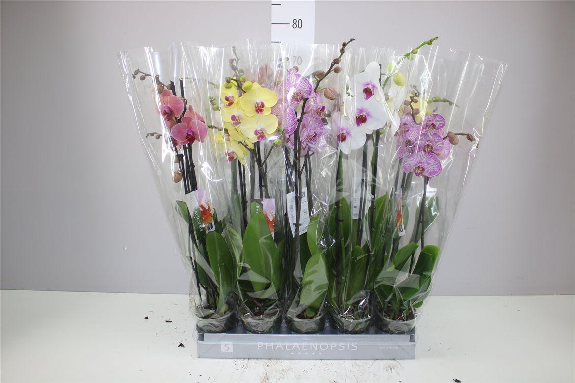 Горшечные цветы и растения оптом Phal Gemengd 2 Tak 18+ от 10шт из Голландии с доставкой по России