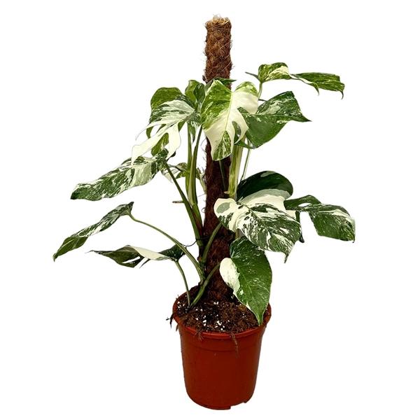 Горшечные цветы и растения оптом Monstera Deliciosa Variegata Mosspole от 1шт из Голландии с доставкой по России