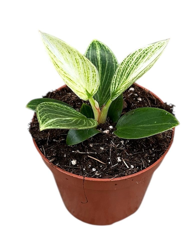 Горшечные цветы и растения оптом Philodendron Birkin Galaxy от 1шт из Голландии с доставкой по России