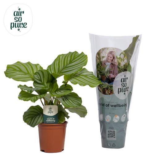 Горшечные цветы и растения оптом Calathea Orbifolia от 6шт из Голландии с доставкой по России