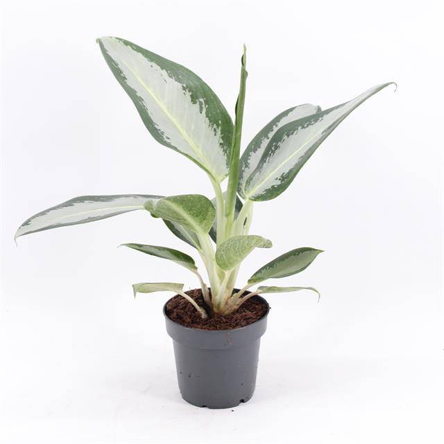 Горшечные цветы и растения оптом Aglaonema Silver Blue от 8шт из Голландии с доставкой по России