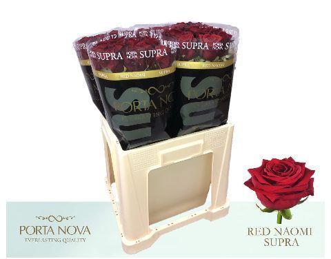 Срезанные цветы оптом Rosa large red naomi! Supra Porta Nova от 50шт из Голландии с доставкой по России
