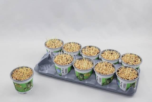 Горшечные цветы и растения оптом Kattengras от 10шт из Голландии с доставкой по России