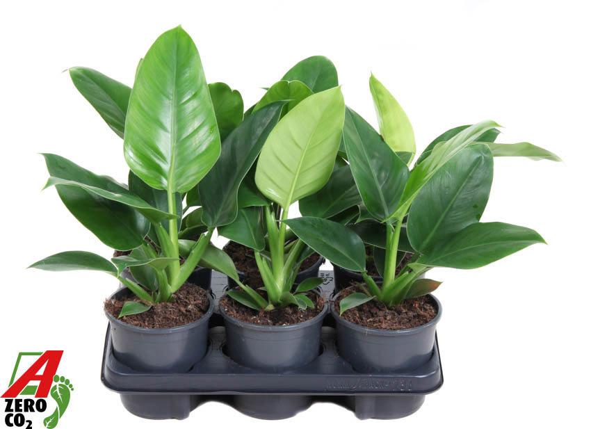 Горшечные цветы и растения оптом Philodendron Imperial Green от 6шт из Голландии с доставкой по России