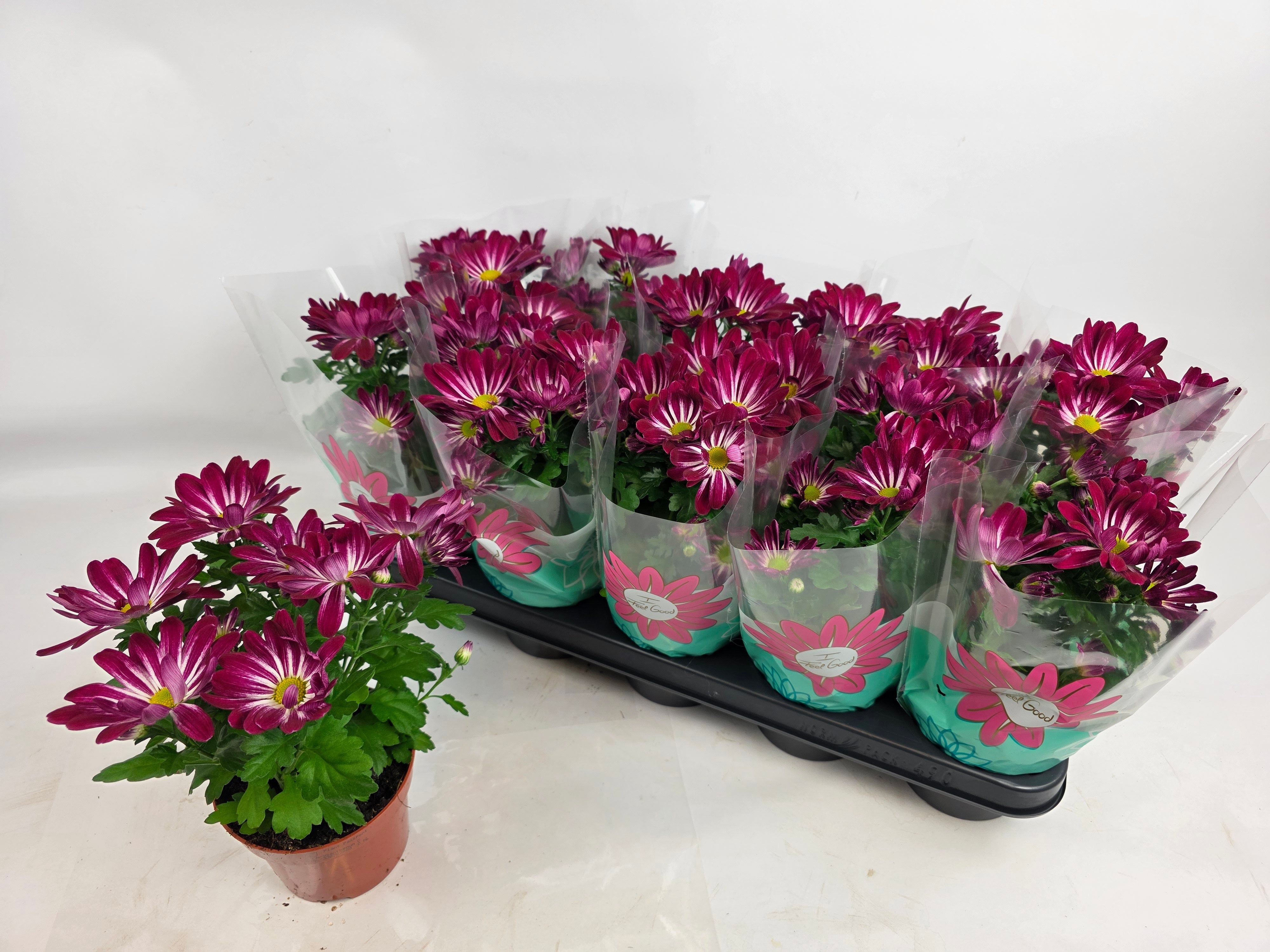 Горшечные цветы и растения оптом Chrys Sensina от 10шт из Голландии с доставкой по России