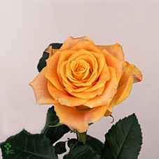 Срезанные цветы оптом Rosa la marie-claire! от 80шт из Голландии с доставкой по России