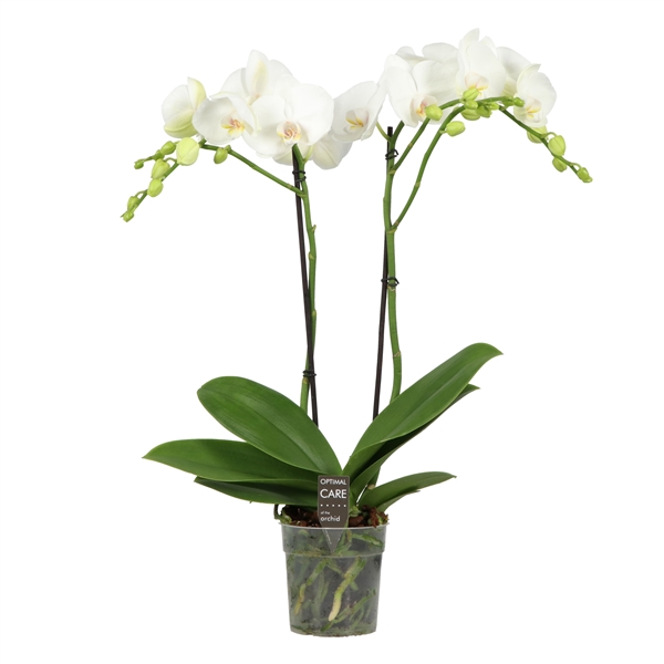 Горшечные цветы и растения оптом Phal 2st Funda White 18+ (opti) от 10шт из Голландии с доставкой по России