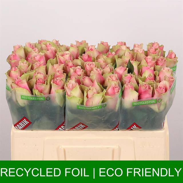 Срезанные цветы оптом Rosa large belle rose Lolomarik от 60шт из Голландии с доставкой по России