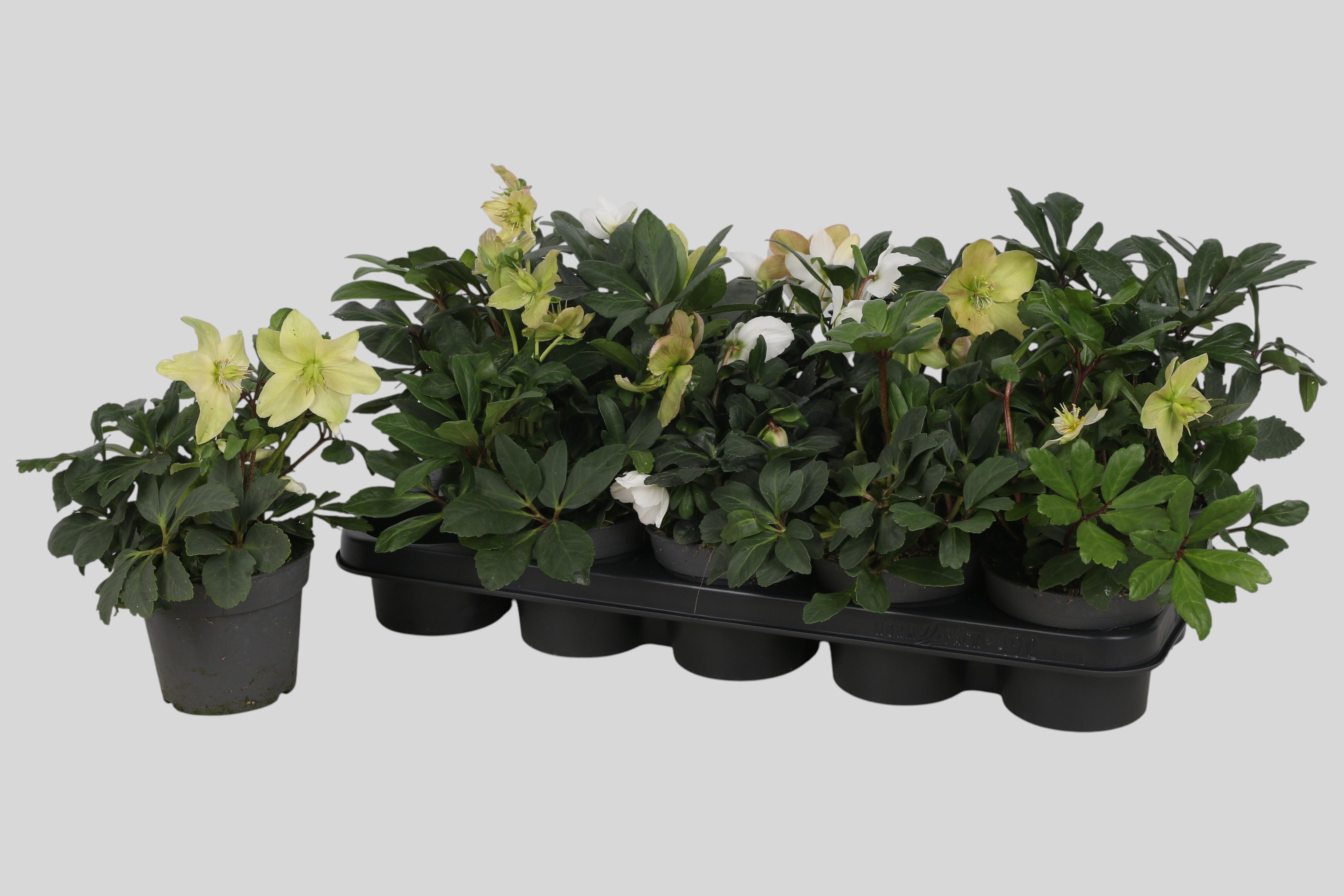 Горшечные цветы и растения оптом Hell Ni Advent Star от 10шт из Голландии с доставкой по России